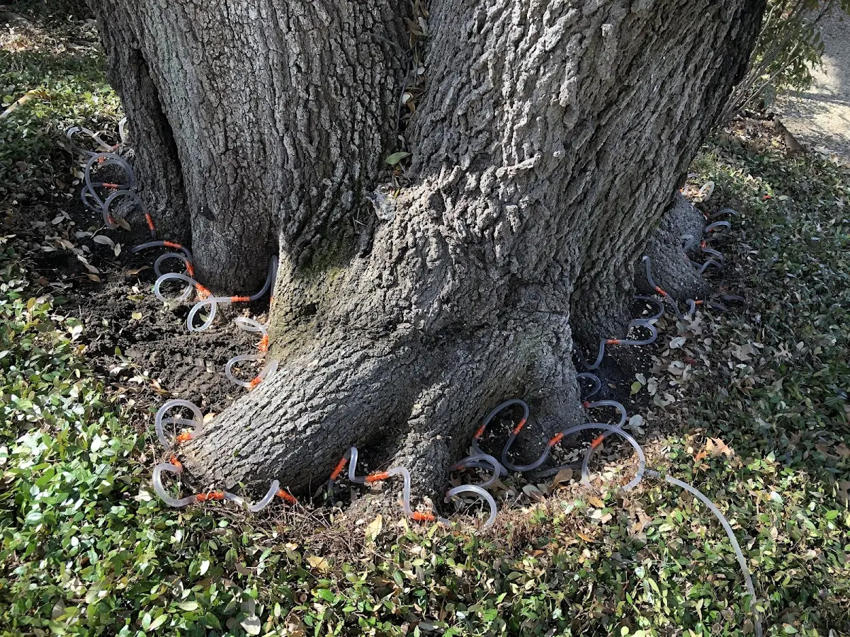 Detailed Tree Cabling and Bracing job site in Delevan